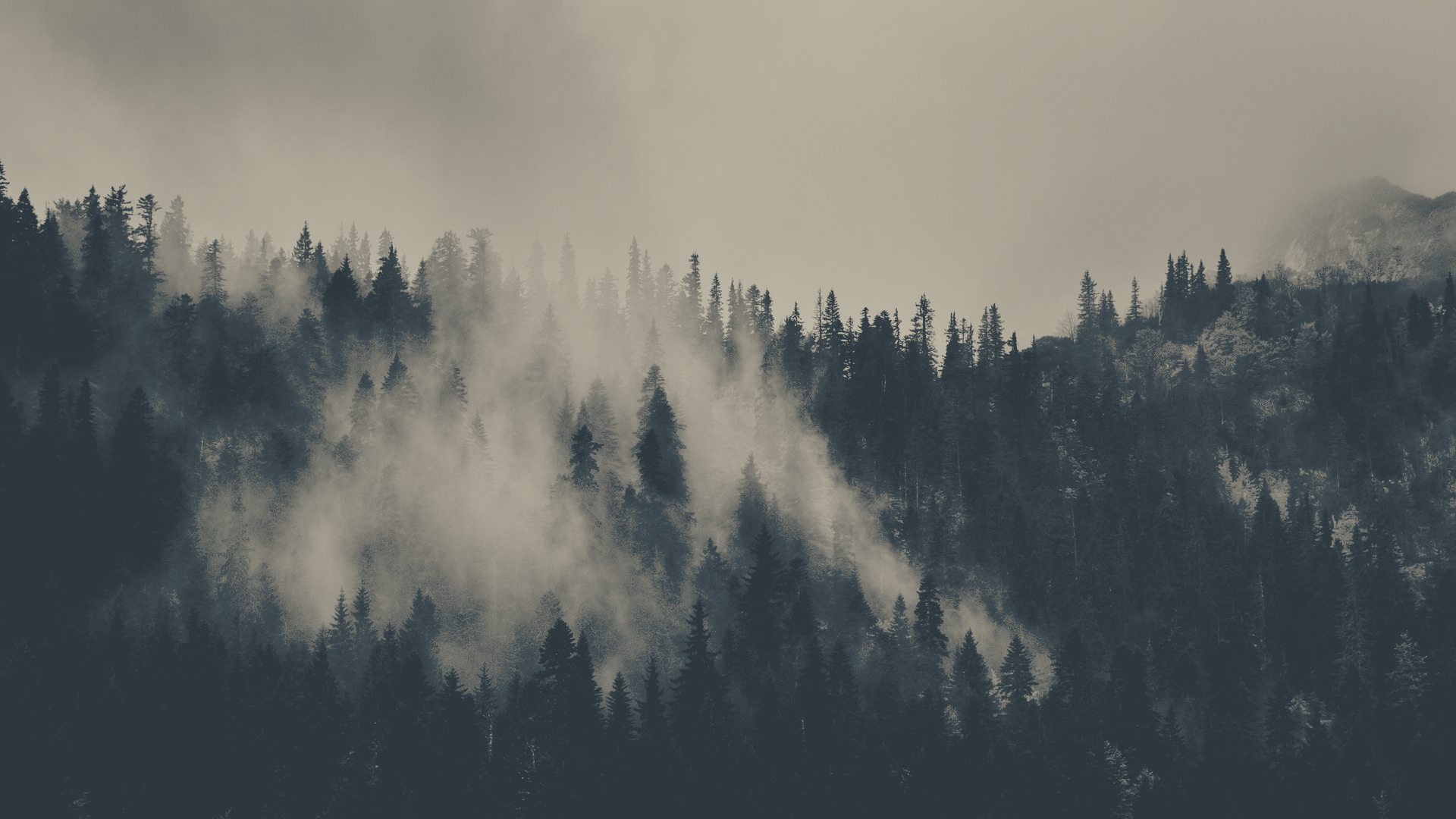 misty dark pine forest