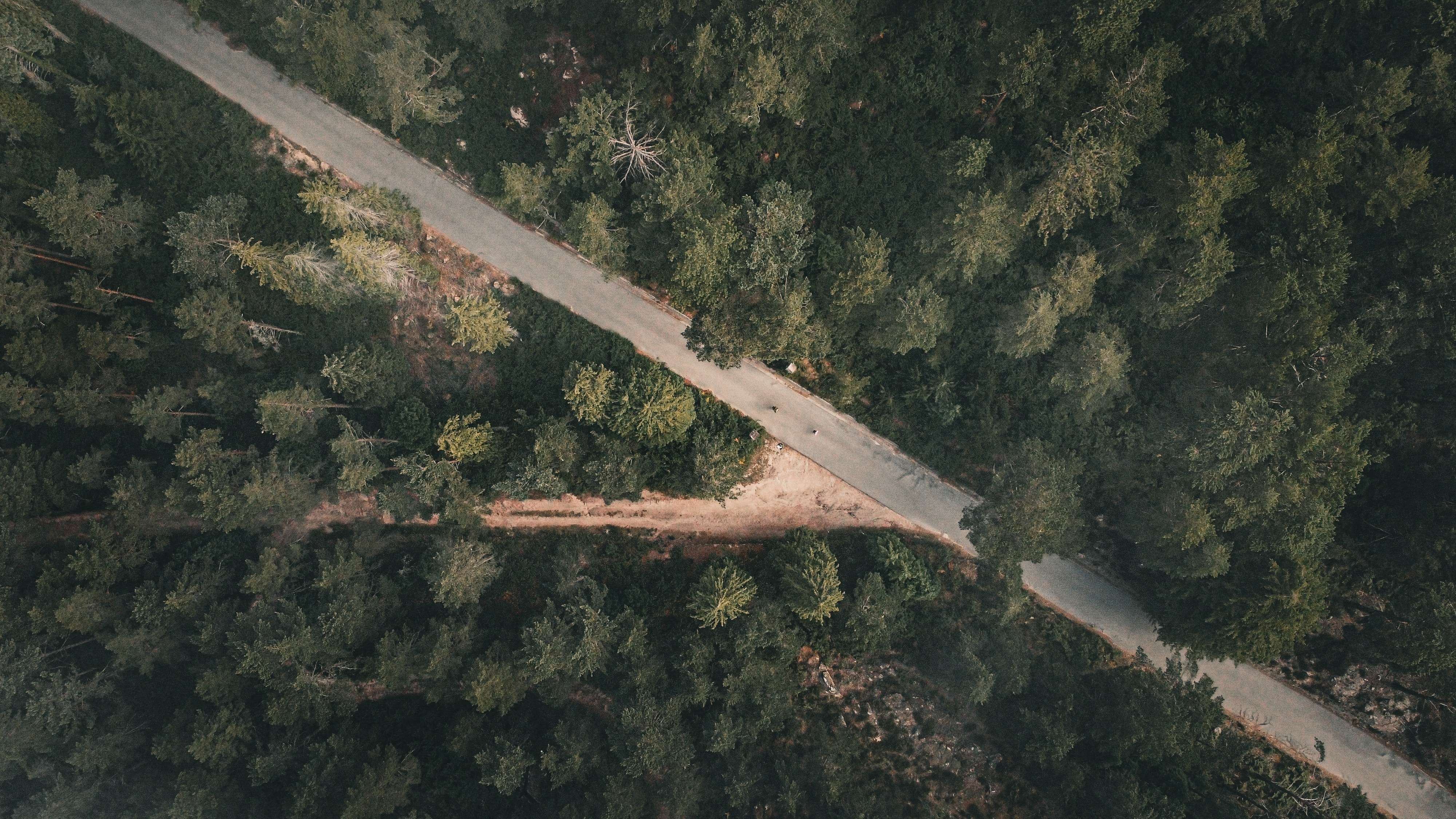 aerial road through pine forest