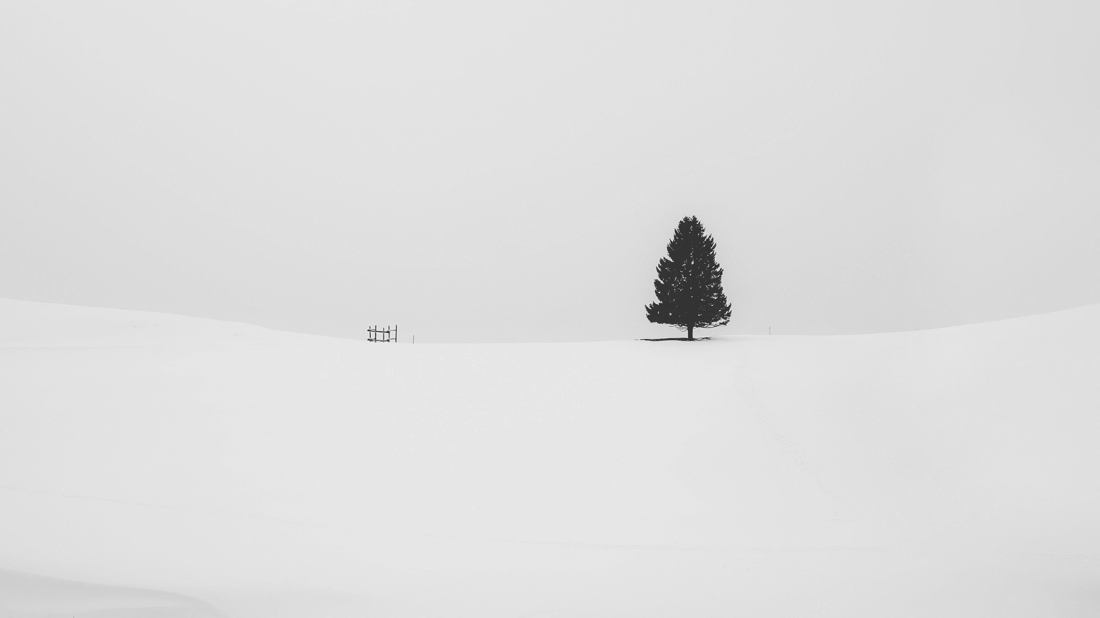 lone pine tree, white field